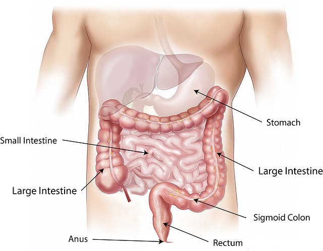 Tout savoir sur l’intestin