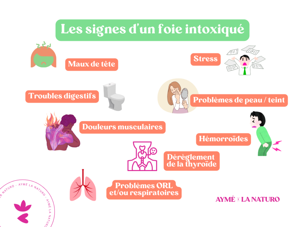 Schéma pour montrer les signes d'un foie intoxiqué
