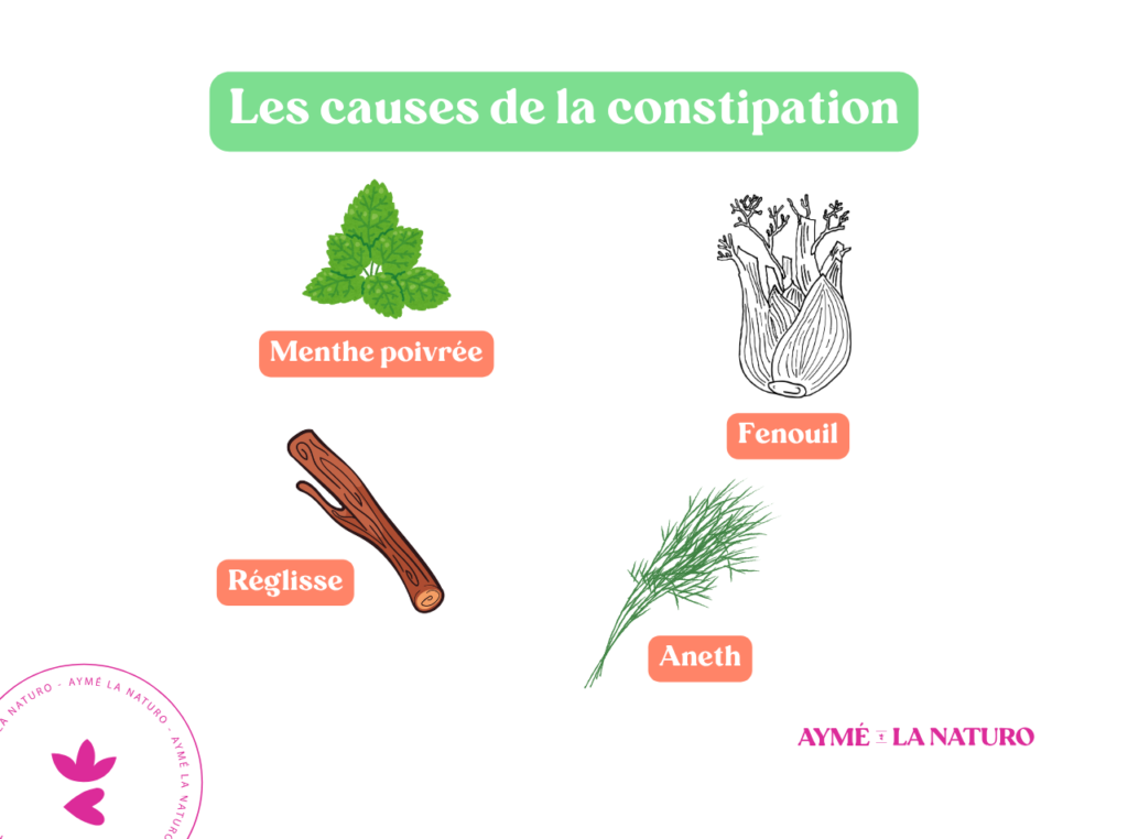 Schéma montrant les 4 plantes pouvant améliorer la digestion prises en tisane